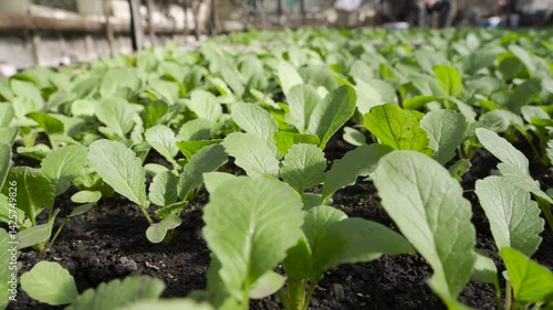 Radish grows in the ground. Young green leaves of organic natural radish sprouts.