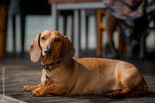 short-haired dachshund outside, on the outdoor terrace