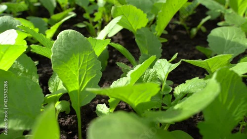 Young red radish growing in the row. Friendly seedlings and natural organic product.