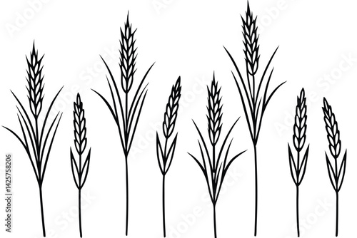 Timothy grass identification and harvesting techniques line art