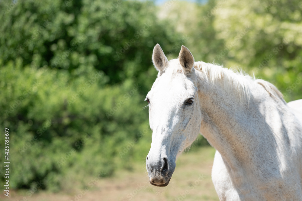Close-up photos of the beautiful white horse from the horse sanctuary
Close-up photos of the beautiful white horse from the horse sanctuary