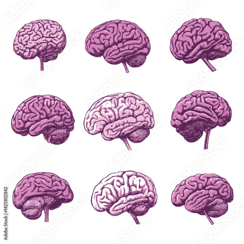 The human brain can be viewed from four angles, namely top, frontal, side, and three-quarter, and is frequently represented by simplified flat brain icons in modern design