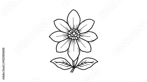 Bee Balm line art illustration vintage inspired floral sketch detailed design