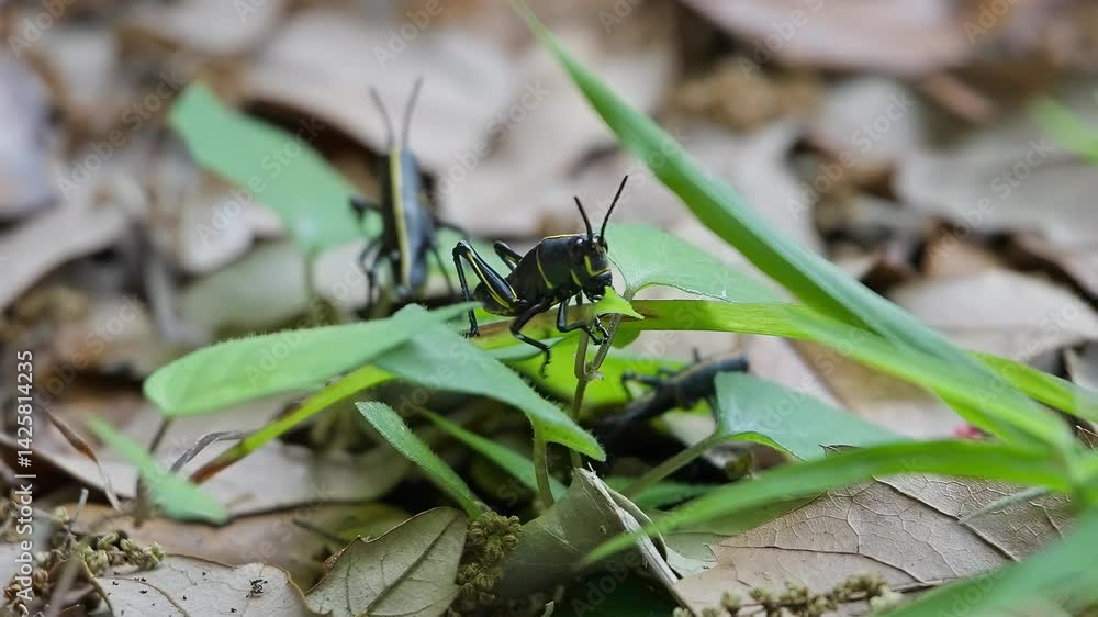 Florida lubber grasshopper consuming a green piece of plant. Close up static macro shot. Florida lubber grasshopper consuming a green piece of plant. Close up static macro shot.