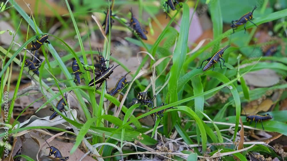 A Colony of Florida Lubber Grasshoppers Crawling And Feeding On Long And Lush Blades Of Green Grass. A Colony of Florida Lubber Grasshoppers Crawling And Feeding On Long And Lush Blades Of Green Grass.