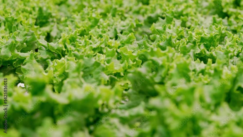 Growing organic products lettuce salad plantation in greenhouse. Agro-industry. Growing organic products lettuce salad plantation in greenhouse. Agro-industry.
