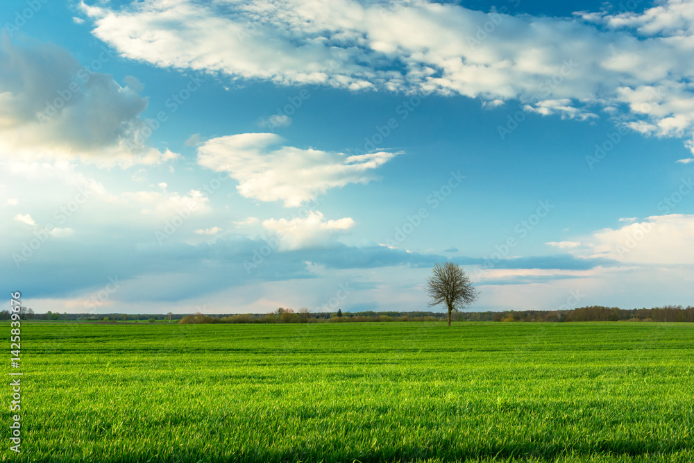 A lonely tree growing in a green field and clouds in the blue sky A lonely tree growing in a green field and clouds in the blue sky