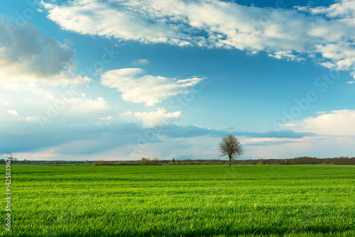 A lonely tree growing in a green field and clouds in the blue sky