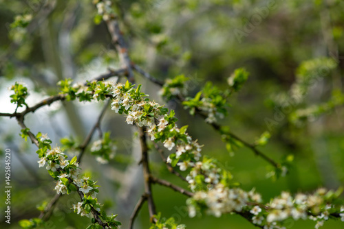 blossoming apple tree
