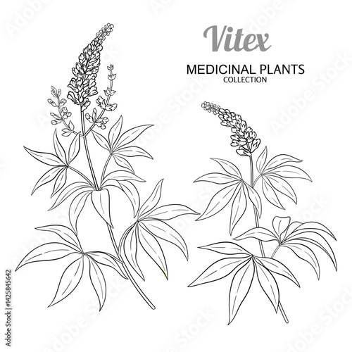 Vitex Plant with Flowers and Leaves Outline Illustration. Essential oil ingredient for cosmetics, spa, aromatherapy, health care, alternative medicine. Vector isolated for design or decoration.