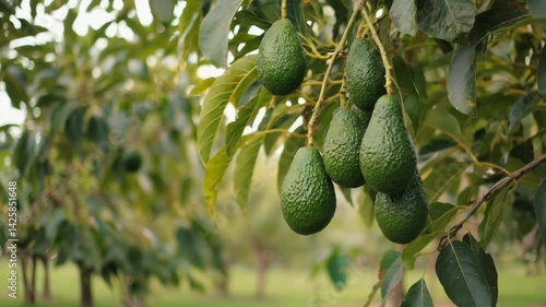 Lush avocado orchard, ripe fruit hanging