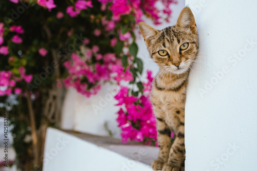 Cat Standing on a Window Framed by Blooming Bougainvillea in Milos, Greece