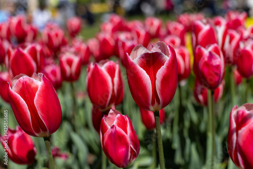 red and white tulips