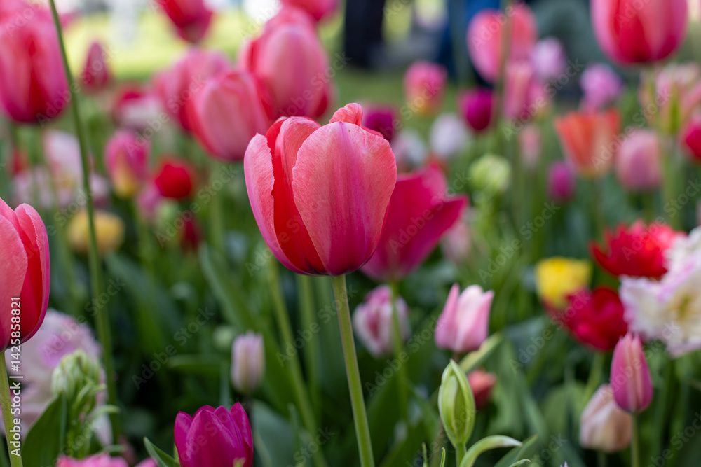 red tulips in the garden red tulips in the garden