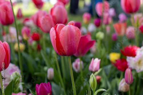red tulips in the garden
