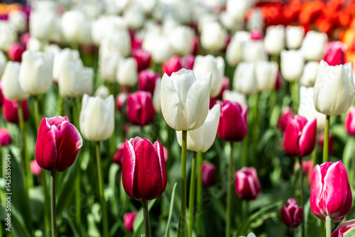 A beautiful view of a tulip field in full bloom at Keukenhof  Netherlands