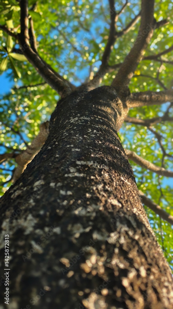 Fototapeta premium Majestic Tree Trunk Reaching Towards Blue Sky
