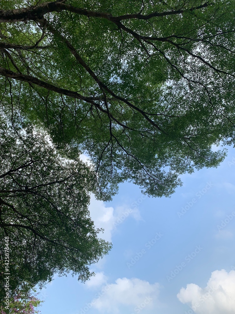 Fototapeta premium big tree leaves in bottom up view on blue sky background