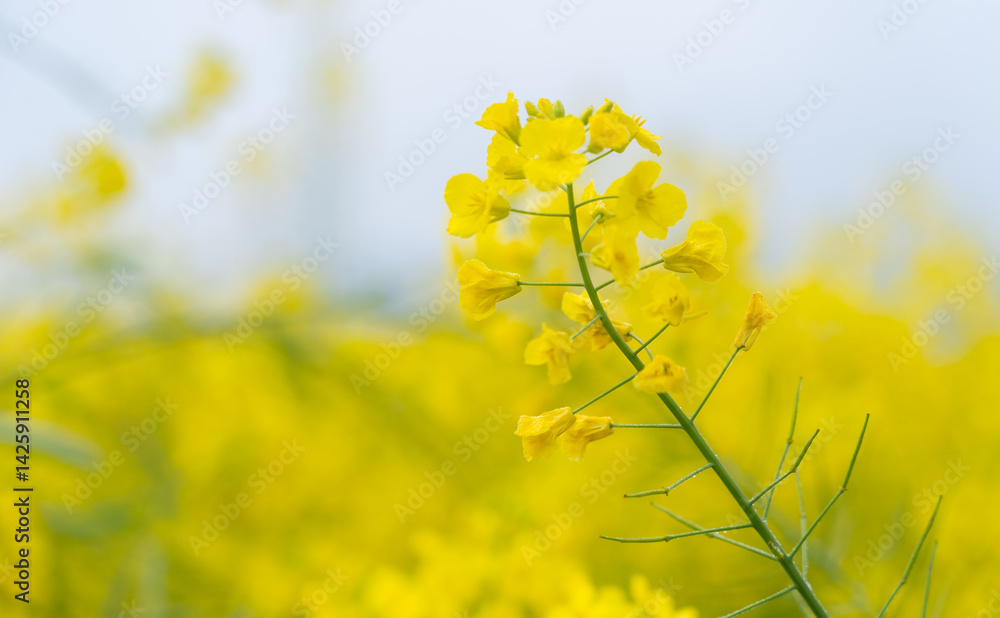 Obraz premium Spring Flowers