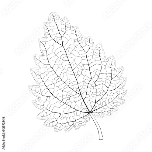 Isolated vector monochrome nettle leaf