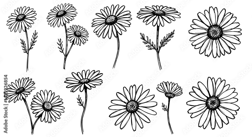 Fototapeta premium Rustic Chamomile Bouquet Hand Sketch Vector EPS