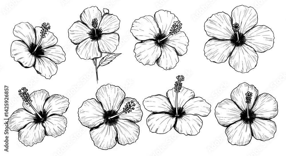 Obraz premium Tropical Hibiscus Arrangement Vector EPS Sketch