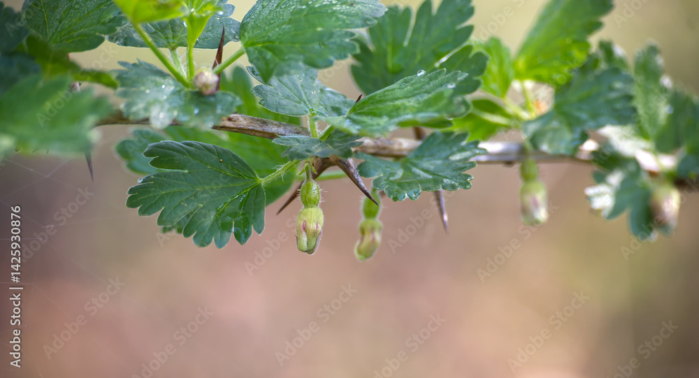 Macro shot of a gooseberry branch with young leaves, buds, and thorns in the garden. Macro shot of a gooseberry branch with young leaves, buds, and thorns in the garden.