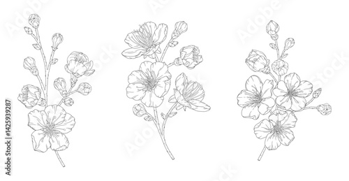 Apricot or peach blossoms, set of beautiful branches in graceful thin line. Japanese sakura flowers outline. Hand drawn sketch of cherry or plum blossom branch. Vector illustration