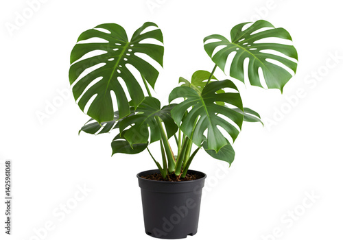 Monstera deliciosa Plant, Indoor Plant, Houseplant, Green Leaves, Potted Plant, Tropical Plant, Home Decor, Swiss Cheese Plant transparent background