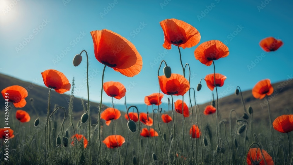 Obraz premium Vivid poppies blooming beneath the blue sky in a peaceful field of wildflowers.