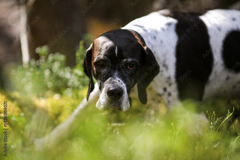 Dog english pointer Dog english pointer