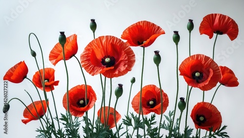Bright Red Poppies in Bloom on White Background