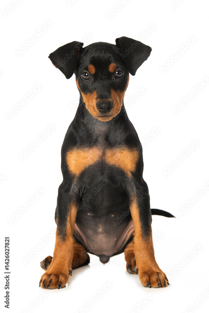Cute pinscher puppy sitting on white background and looks to the camera Cute pinscher puppy sitting on white background and looks to the camera