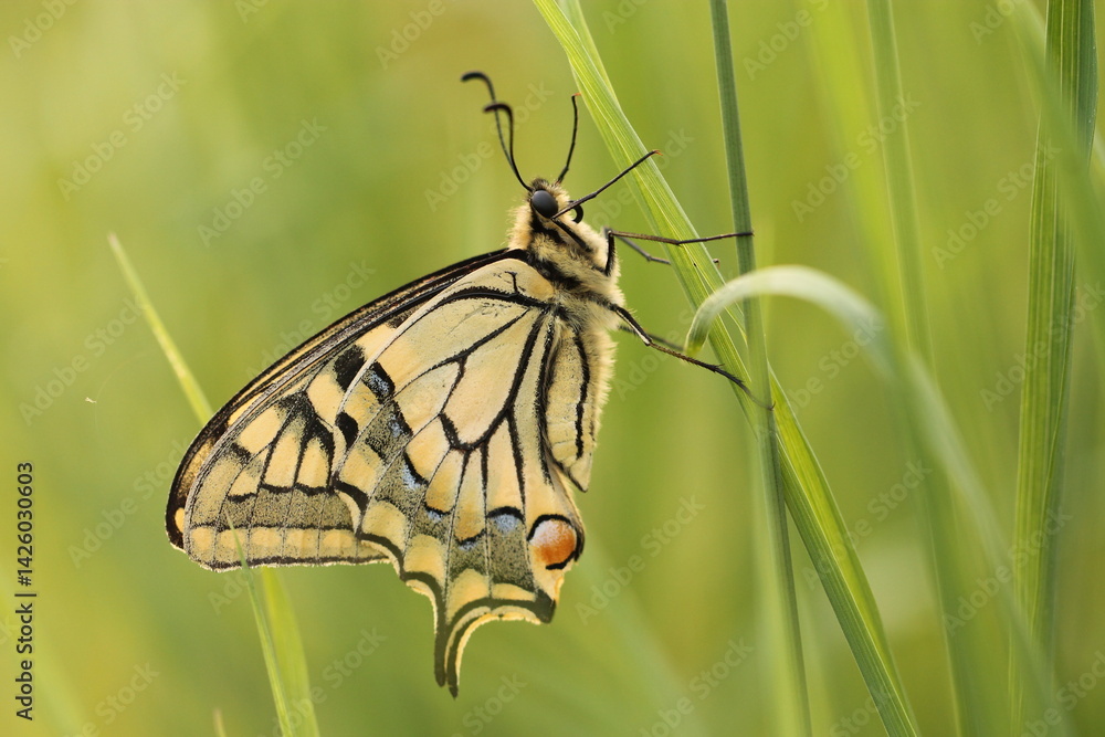 Fototapeta premium una farfalla macaone al tramonto
