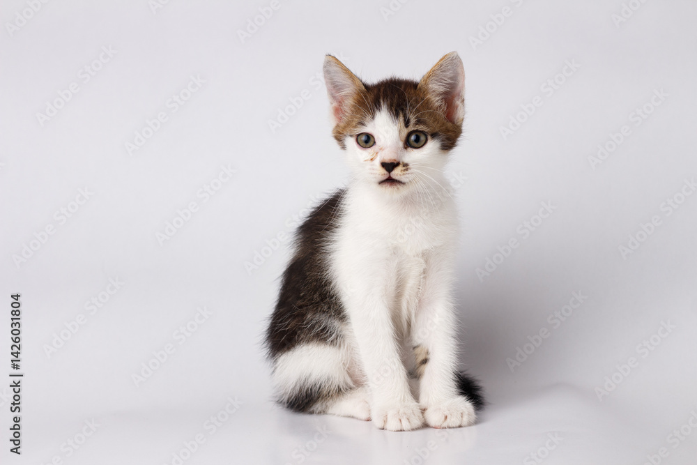 Black and white kitten with curious eyes and soft fur on a white background. A perfect image for pet care, animal-themed content, or advertising cute and lovable pets. Black and white kitten with curious eyes and soft fur on a white background. A perfect image for pet care, animal-themed content, or advertising cute and lovable pets.