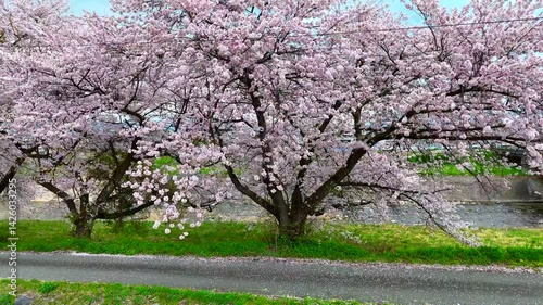Shidarezakura in Bloom – A Serene Spring Scene in Rural Japan