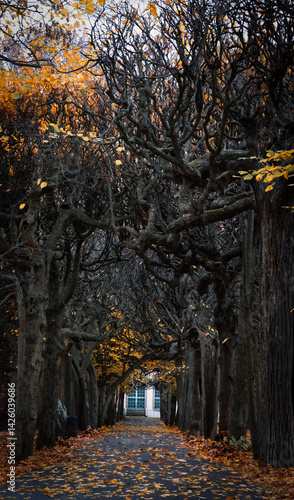 Fototapeta Naklejka Na Ścianę i Meble -  drzewa w parku 