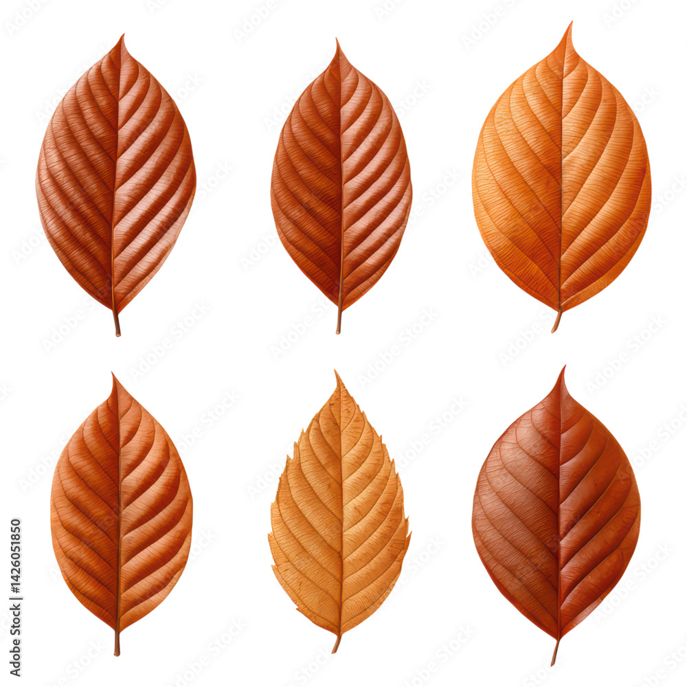 Obraz premium Detailed Illustration of Brown Leaves on a Black Background, isolated on transparent background.