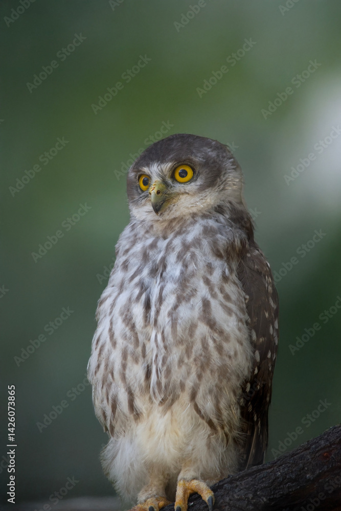 the barking owl is staring with its big yellow eyes the barking owl is staring with its big yellow eyes