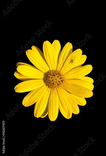 yellow daisy flower isolated