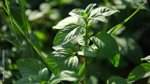 
Wild peppermint close-up with big green leafs sways in a wind at sunny day
