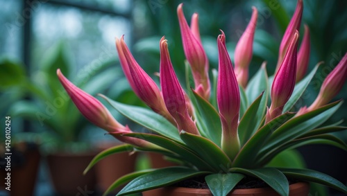 Queen's Tears succulent featuring numerous flower buds in a flower pot