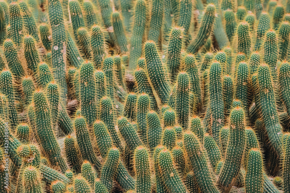 Densely growing cactuses create a natural texture, showcasing the beauty and resilience of desert flora