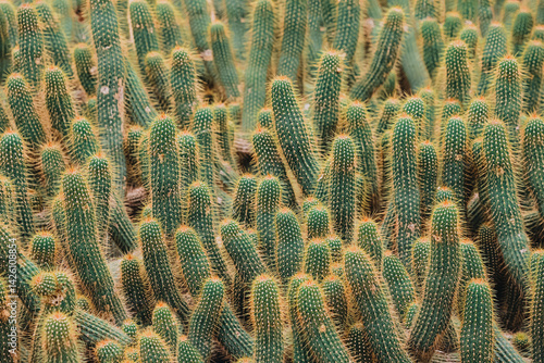 Obraz na płótnie Densely growing cactuses create a natural texture, showcasing the beauty and resilience of desert flora w salonie