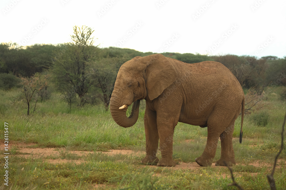 Fototapeta premium African elephant walking through grassland in a Namibian national park. Wildlife photography highlighting large mammals in natural habitats.