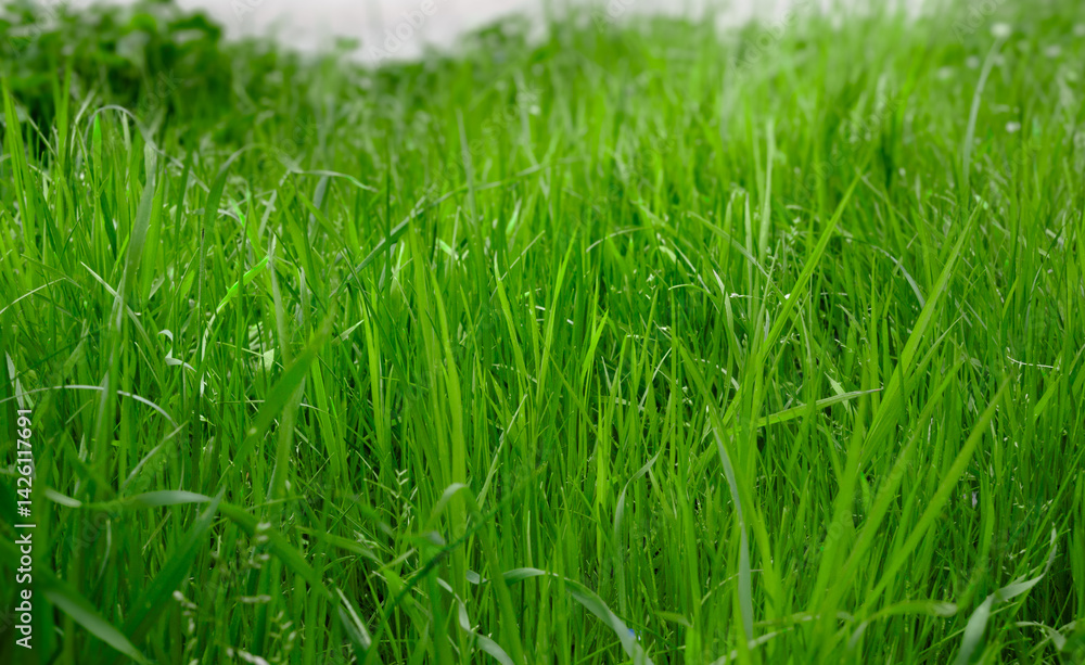 Green grass close up. Closeup of lush uncut green grass with drops of dew in soft morning light. Green grass close up. Closeup of lush uncut green grass with drops of dew in soft morning light.