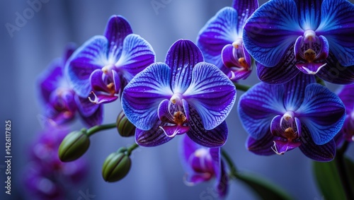 Dark blue vanda orchids with blurred background