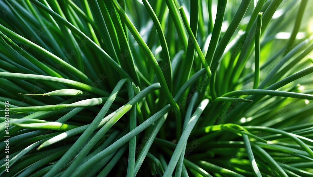 Garlic chives: fresh green leaves of vegetable herbs Garlic chives: fresh green leaves of vegetable herbs