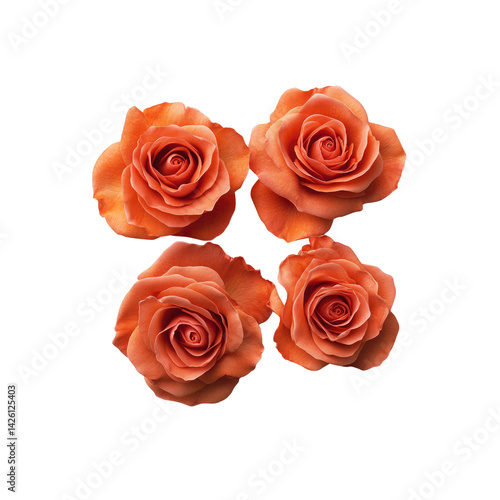 Four Coral Roses Arranged in a Square Pattern on Transparent Background