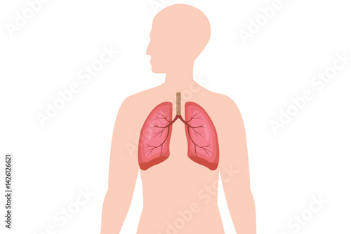Healthy human lungs illustration inside body silhouette on white background, medical and anatomy concept. eps 10